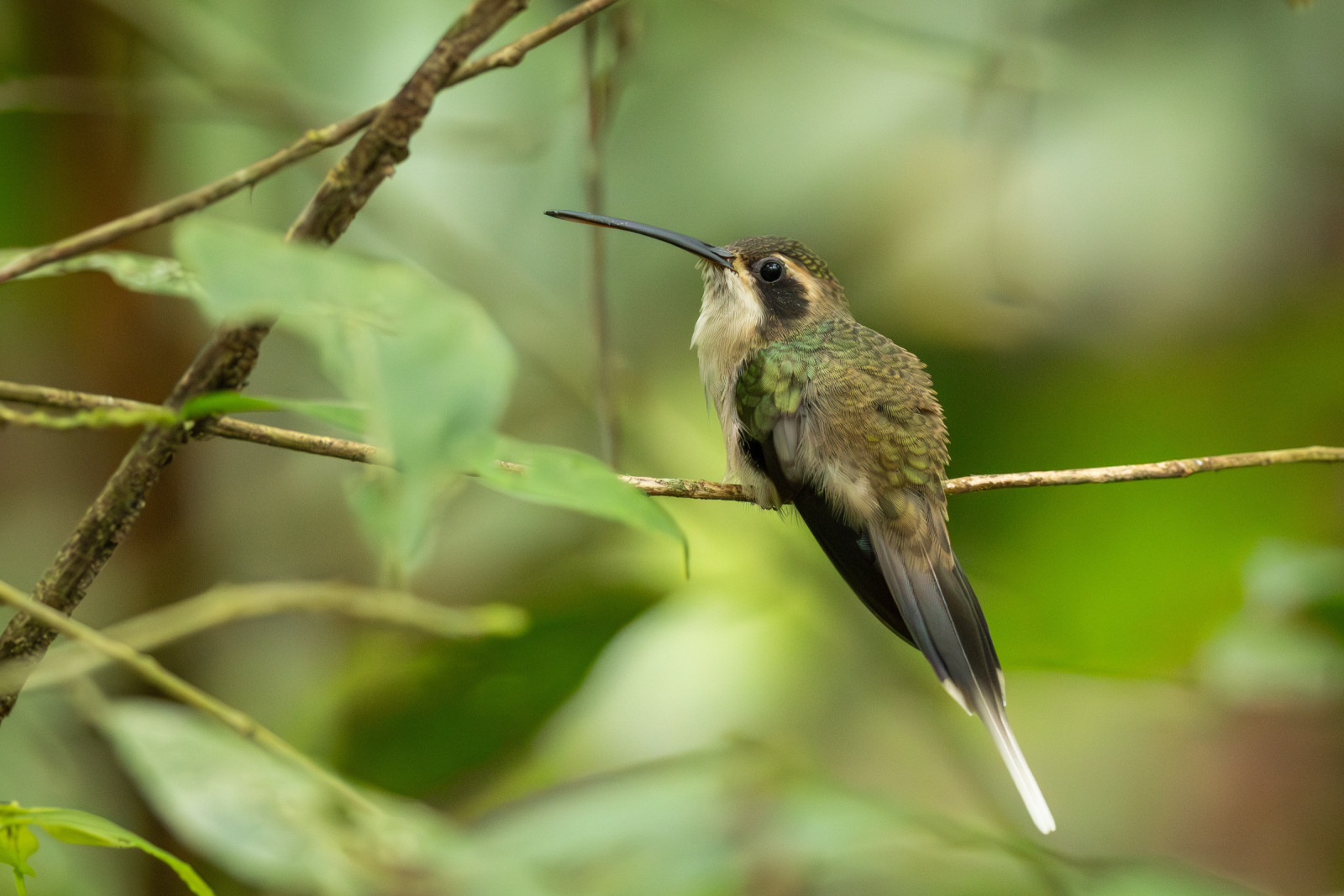image Pale-bellied Hermit